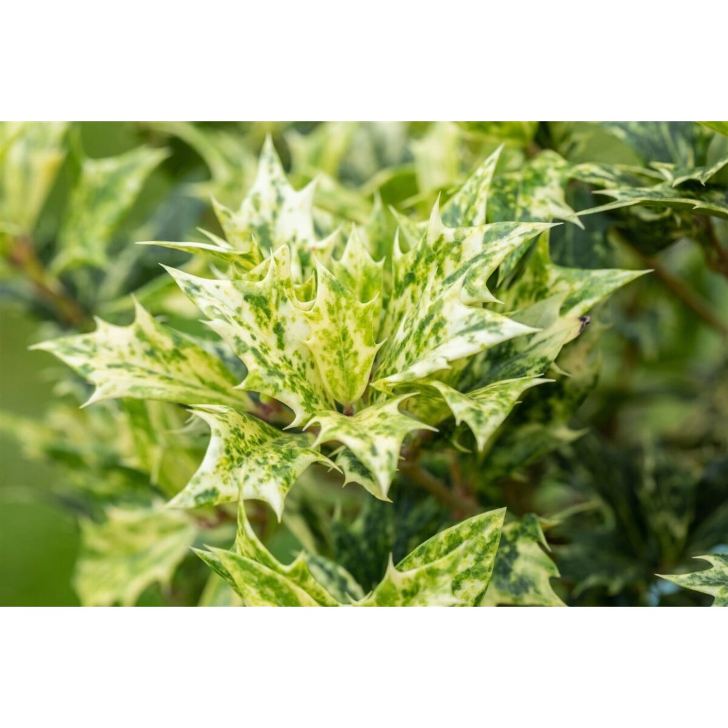 Osmanthus Heterophyllus Goshiki Duftblüte Buntes Laub 30–40 cm günstig online kaufen