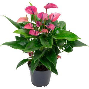 Flamingoblume Cirano Violett im Topf, ca. 50cm hoch. Anthurium mit violetten Blüten.