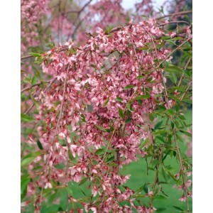 Winterkirsche 'Autumnalis': Zartrosa Blüten der Prunus Subhirtella, Hausbaum für Garten & Beet.