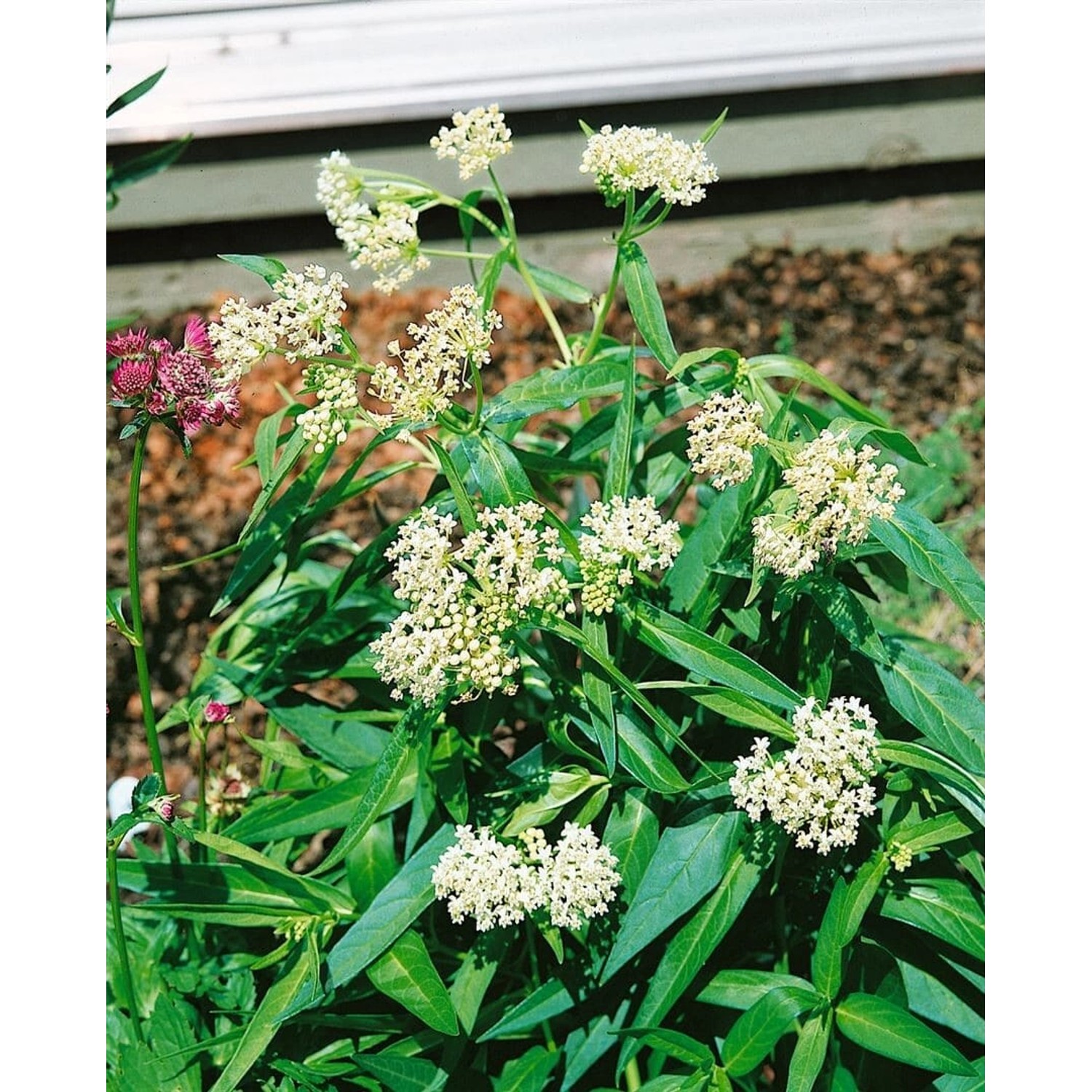 Asclepias Incarnata Ice Ballet Schwanenblume Ca. 9x9 cm Topf günstig online kaufen