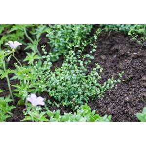 Immergrüne Kriechspindel 'Minimus' als Bodendecker im Gartenbeet.