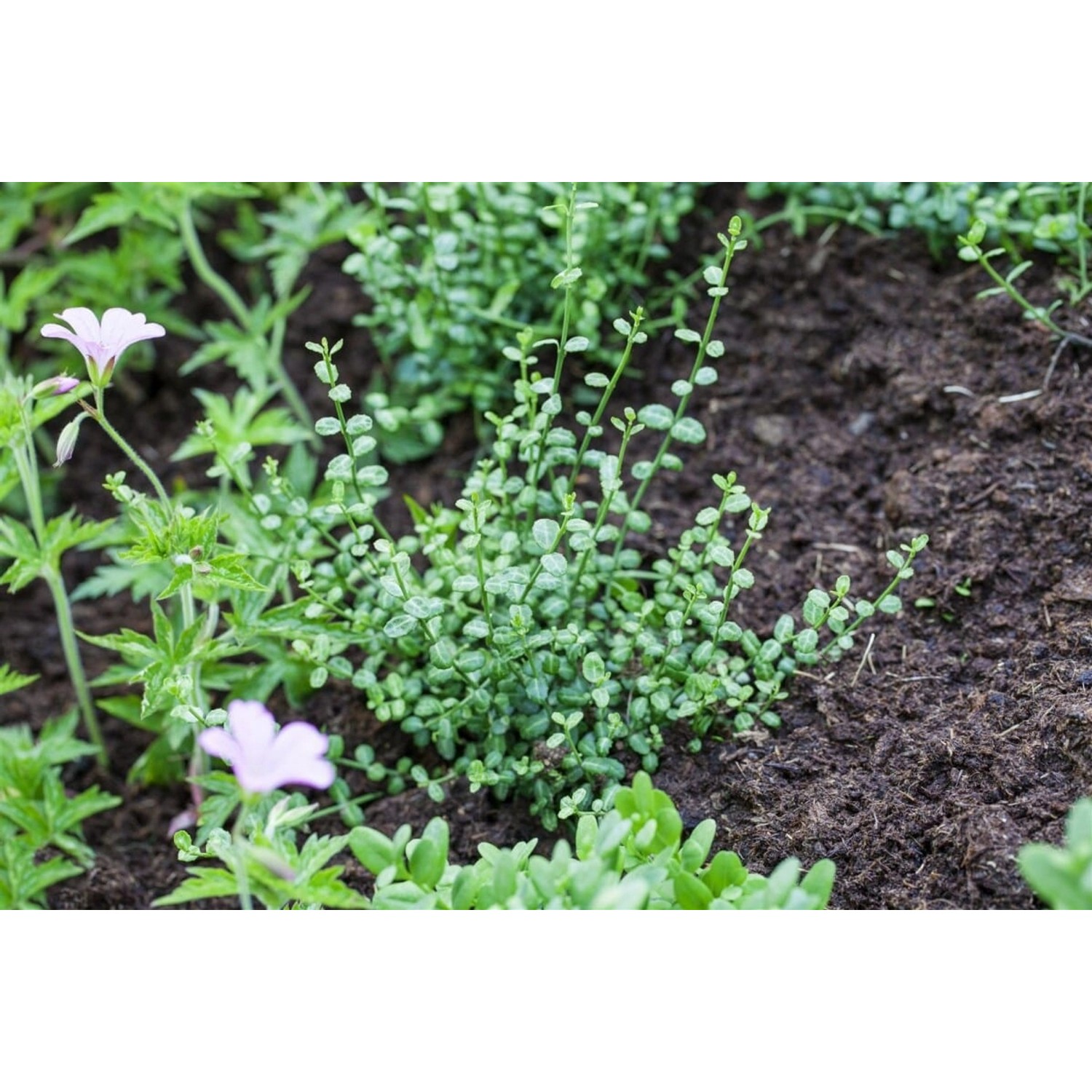 Immergrüne Kriechspindel 'Minimus' als Bodendecker im Gartenbeet.