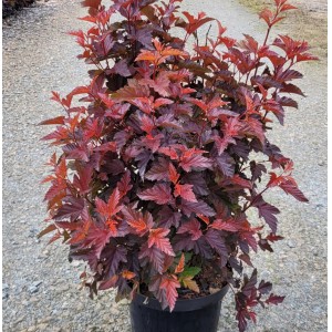 Blasenspiere Little Angel im Topf: Kompakter Strauch mit rot-violettem Laub, ca. 80-100cm hoch.