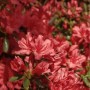 Kriechende Immergrüne Zwerg Azalee Marilee 25-30cm - Rhododendron nakaharai