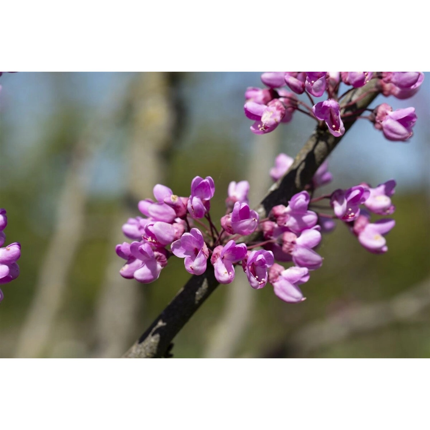 Cercis Siliquastrum Judasbaum 60–80 cm günstig online kaufen