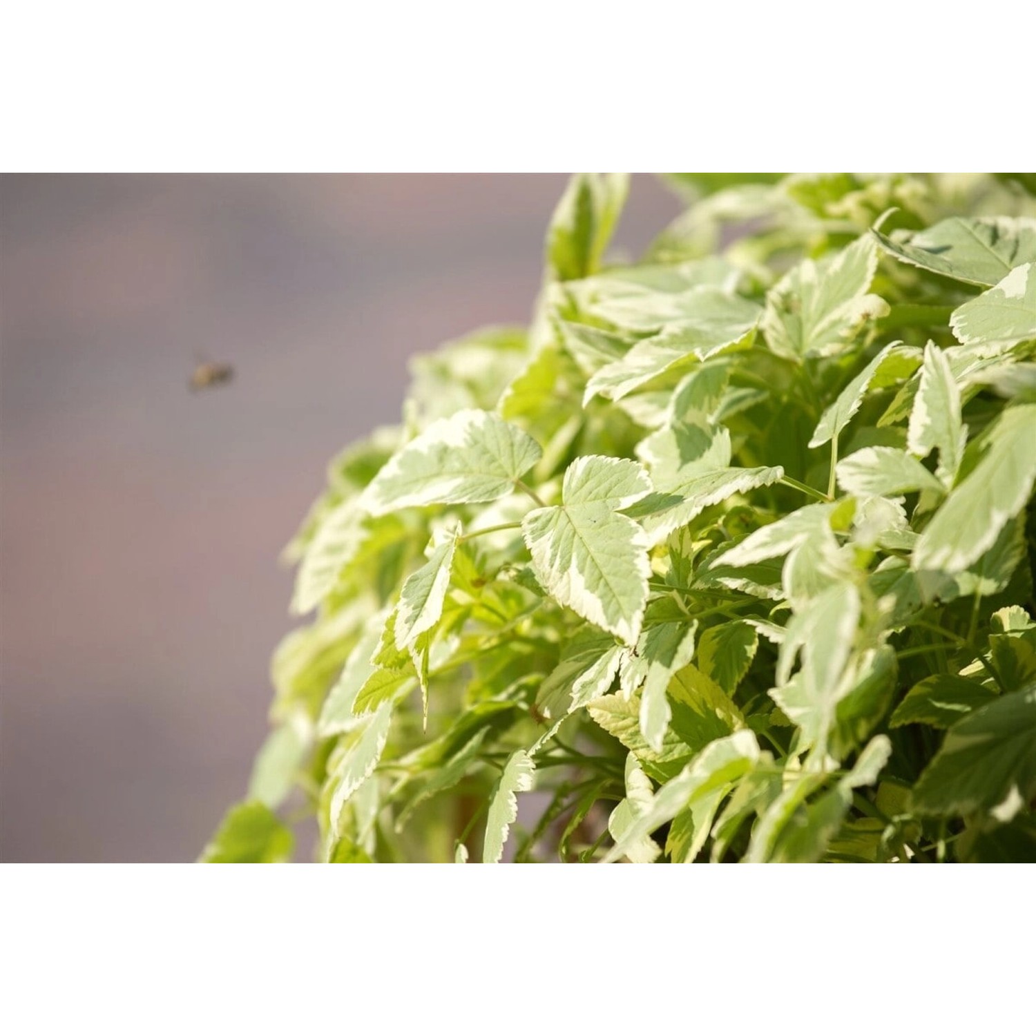 Aegopodium Podagraria Variegata Buntlaubiger Giersch Ca. 9x9 cm Topf günstig online kaufen