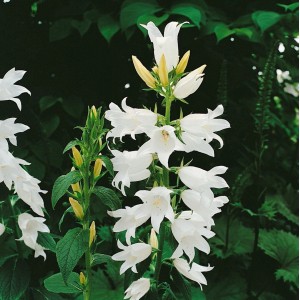 Breitblättrige Glockenblume (Campanula Latifolia) im 9x9 cm Topf mit weißen Blüten.