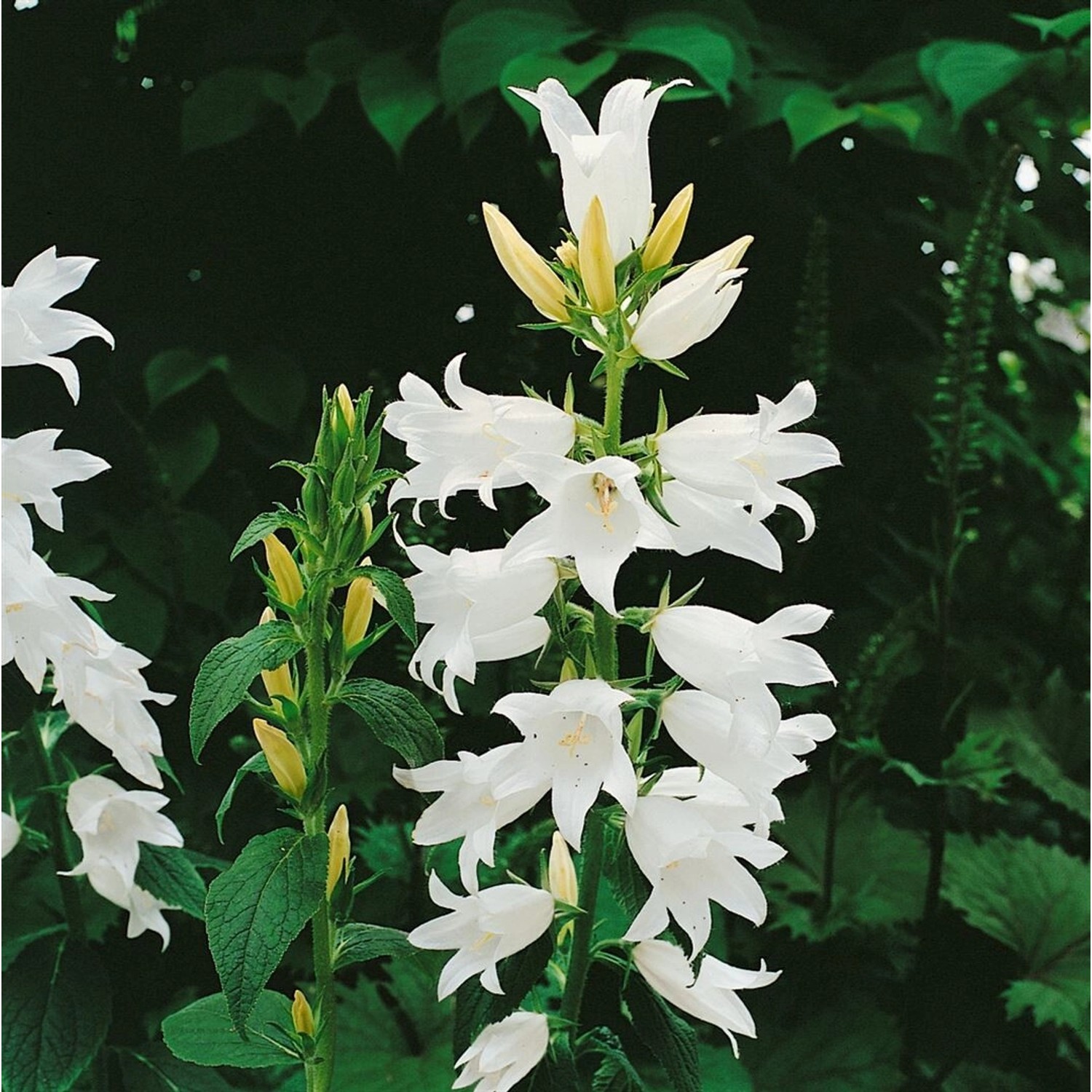Campanula Latifolia Breitblättrige Glockenblume Ca. 9x9 cm Topf günstig online kaufen