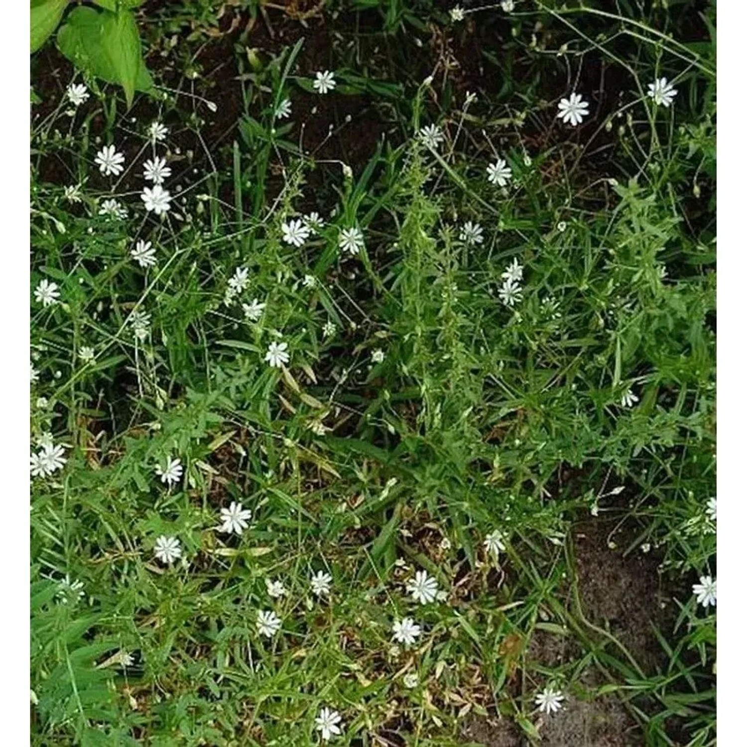 Große Sternmiere - Stellaria holostea