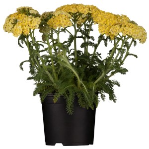 Gelbe GROW by OBI Polsterschafgarbe (Achillea tomentosa) im Topf, eine attraktive Staude.