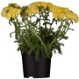 Gelbe GROW by OBI Polsterschafgarbe (Achillea tomentosa) im Topf, eine attraktive Staude.
