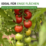 Reife und unreife Tamina Stabtomaten am Strauch. Ideal für enge Flächen, hohe Pflanzen für maximale Ernte.
