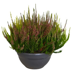 Besenheide Garden Girls im Topf, ca. 23 cm Durchmesser. Winterharte Calluna vulgaris für Balkon und Garten.
