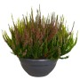 Besenheide Garden Girls im Topf, ca. 23 cm Durchmesser. Winterharte Calluna vulgaris für Balkon und Garten.
