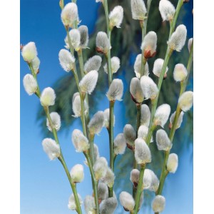 Nahaufnahme der Kätzchenweide (Salix caprea Mas) mit silbrig-weißen Kätzchen.