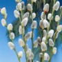 Nahaufnahme der Kätzchenweide (Salix caprea Mas) mit silbrig-weißen Kätzchen.