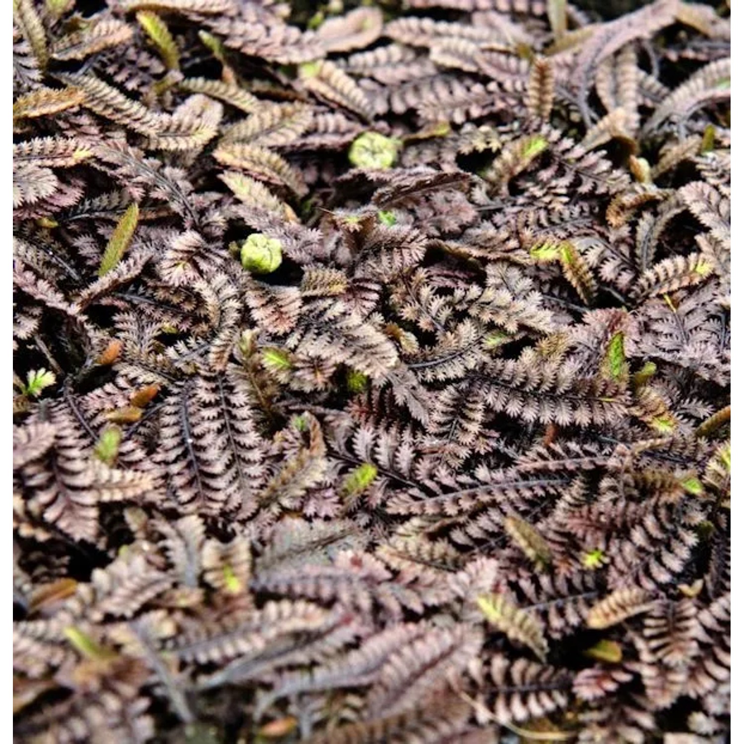 Thumbnail - Feines Fiederpolster - Leptinella potentillina