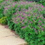 Blühender Wald-Storchschnabel (Geranium Sylvaticum) im 9x9 cm Topf, violette Blüten, grüne Blätter.