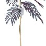 Sunny-Tree Schlafbaum Albizia Summer Chocolate, 150 cm, im Topf. Winterharte Seidenakazie mit dunklem Laub.