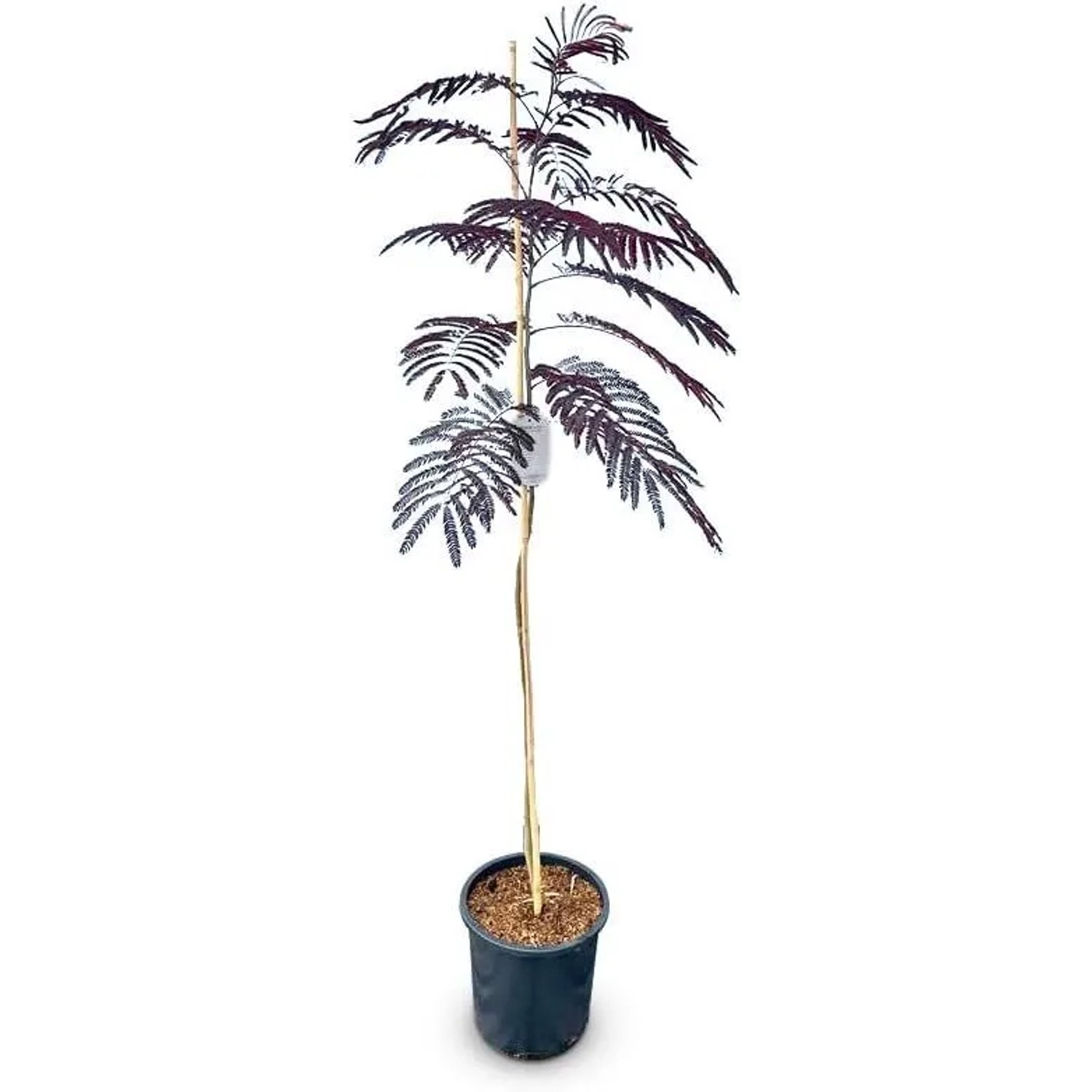 Sunny-Tree Schlafbaum Albizia Julibrissin Summer Chocolate 150 cm Winterharter Baum mit Rosa Blüte Seidenakazie
