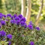 Blühender Rhododendron Impeditum Azurika mit blauvioletten Blüten im Garten.