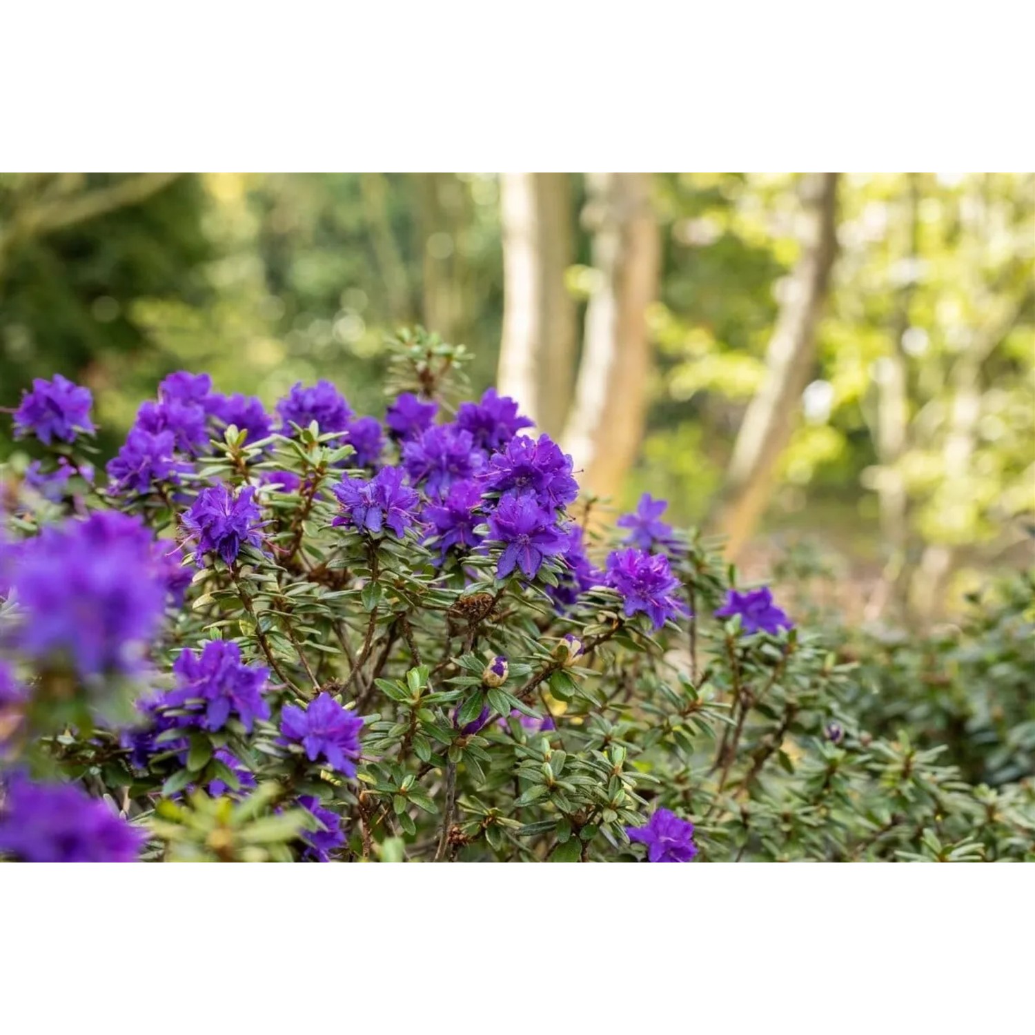 Blühender Rhododendron Impeditum Azurika mit blauvioletten Blüten im Garten.
