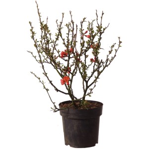 Zierquitte 'Friesdorfer' im Topf mit roten Blüten, ca. 40 cm hoch.