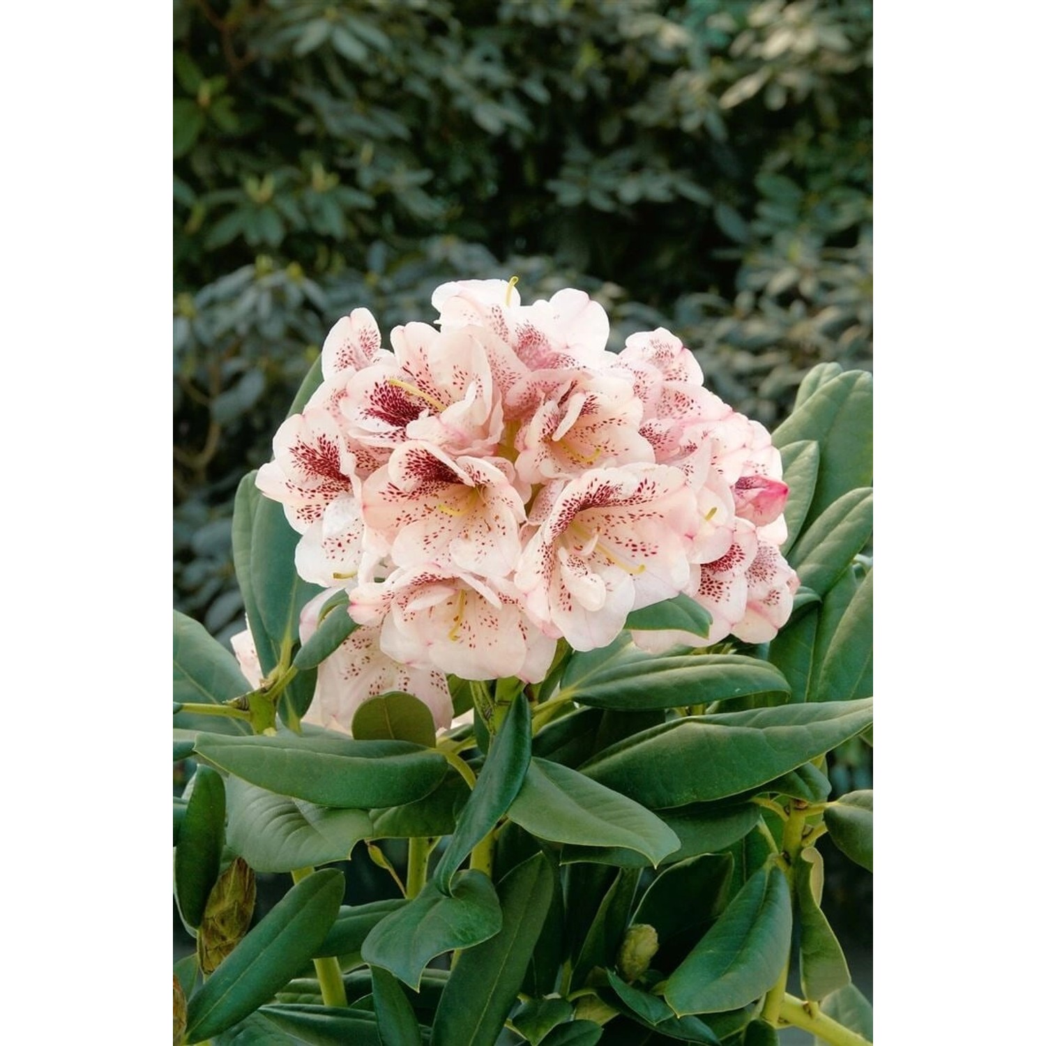 Rhododendron Hybr. Prinses Maxima Rosa Blüten 50–60 cm günstig online kaufen