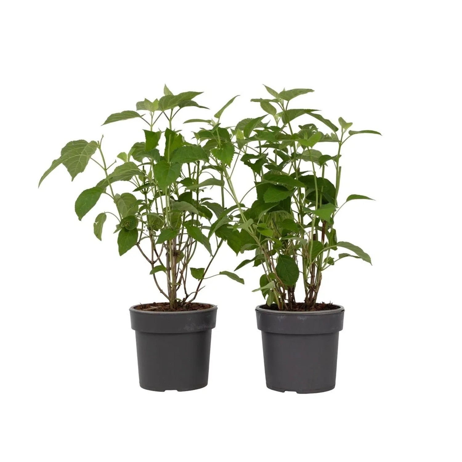 Plant In A Box Hortensien X2  Hydrangea 'Strong Annabelle' Höhe 30cm Ø19 Weiß