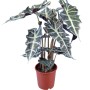 GROW by OBI Pfeilblatt (Alocasia) im braunen Topf, Blätter mit auffälliger Zeichnung.