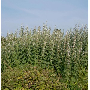 Foto von Hanfblättrigem Eibisch (Althaea cannabina) im Garten, Strauch mit filigranen, rosa Blüten.