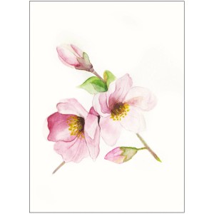 Komar Wandbild: Zarte Magnolia Blüten in Rosa und Gelb, 40x50 cm.