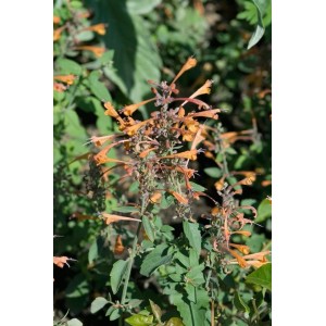 Duftnessel Agastache Rupestris im Topf mit orangefarbenen Blüten, eine bienenfreundliche Staude.