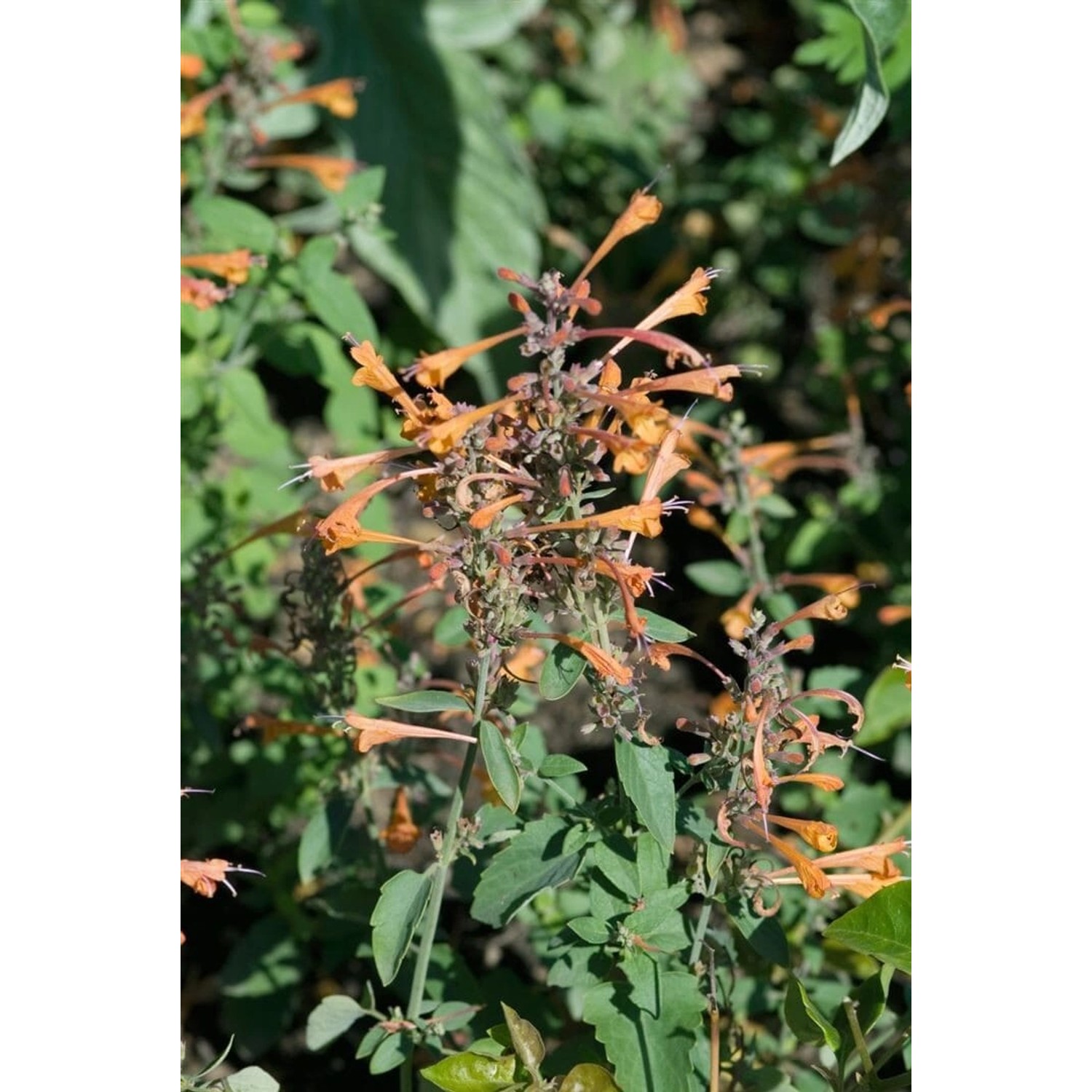 Agastache Rupestris Duftnessel Ca. 11x11 cm Topf günstig online kaufen
