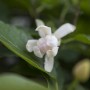 Nahaufnahme einer cremefarbenen Sinocalycanthus Venus Blüte mit grünen Blättern.