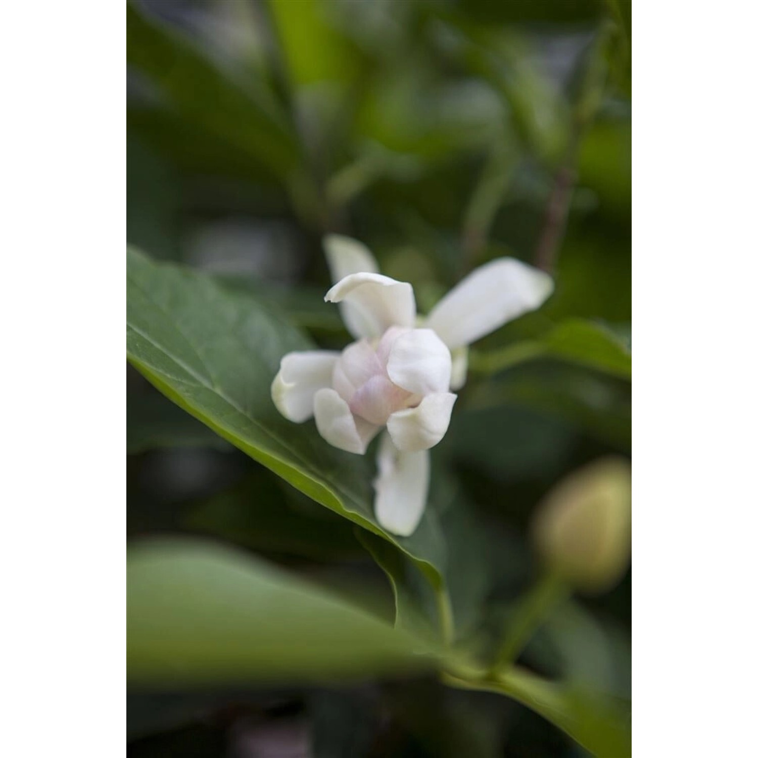 Sinocalycanthus Venus Duftend 60–80 cm günstig online kaufen