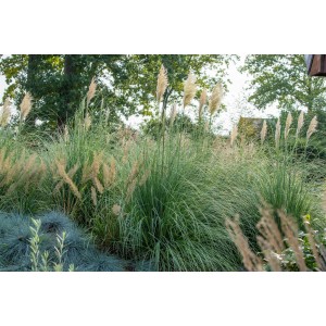 Pampasgras Cortaderia im Garten, Höhe 80-150 cm, mit dekorativen, weißen Blütenwedeln.