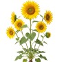 LaCaTho Sonnenblume Sunstar mit mehreren gelben Blüten und grünen Blättern, als Blumensamen für den Garten.