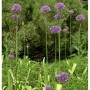 Blühender Zierlauch 'Purple Rain' (Allium aflatunense) im Garten, lila Blüten auf langen Stielen.