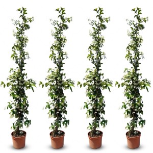 4er-Set Toskanischer Jasmin im Topf, ca. 180-200 cm hoch, winterharte Kletterpflanze mit weißen Blüten.