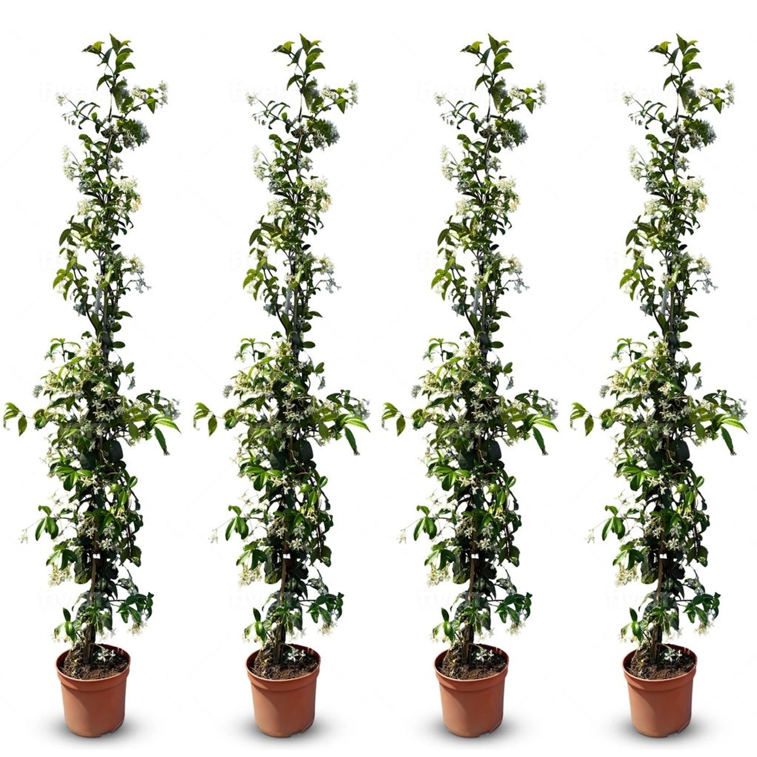 Sunny-Tree Toskanischer Jasmin 4 Stück Kletterpflanze und Außenpflanze  Wid günstig online kaufen