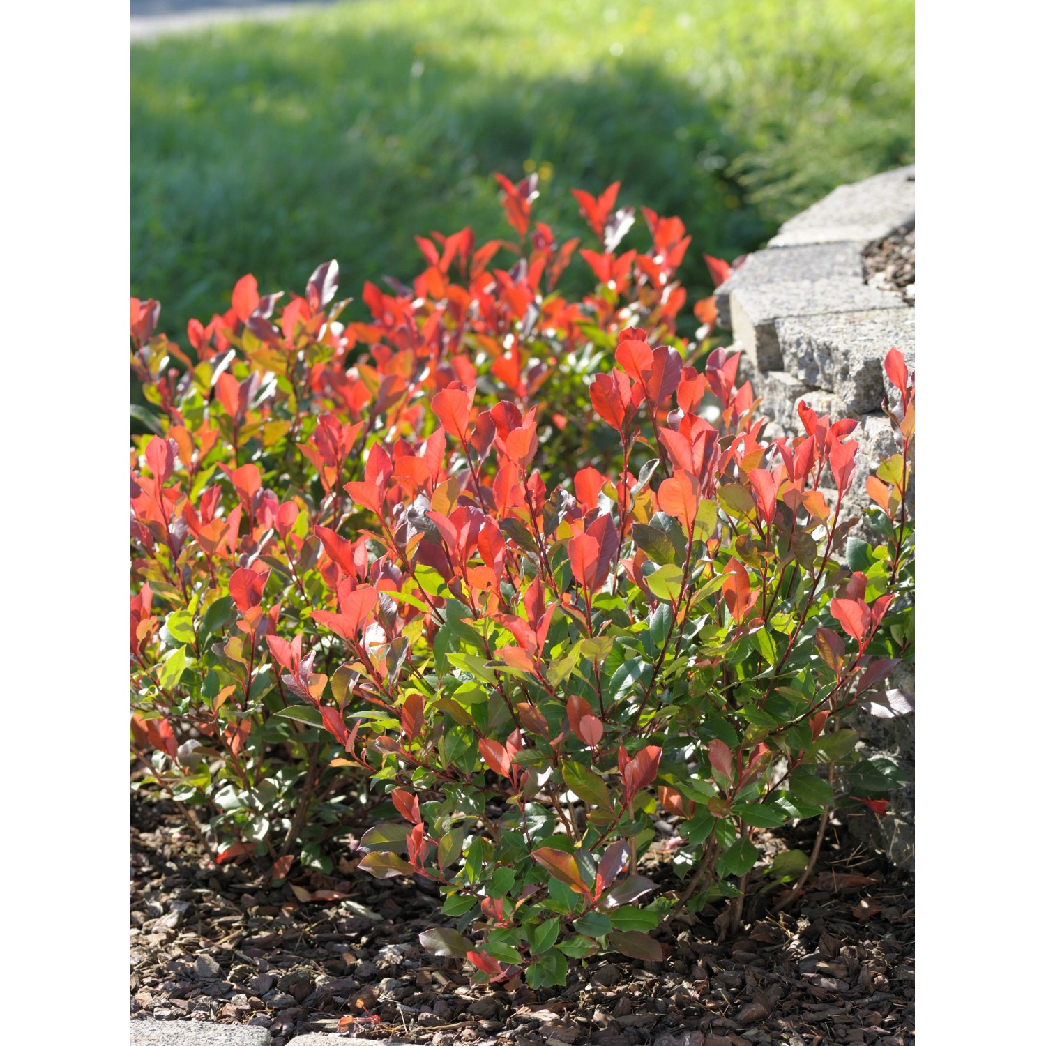 GROW by OBI Glanzmispel Red Robin Höhe ca. 65 cm Topf ca. 9 l Photinia günstig online kaufen