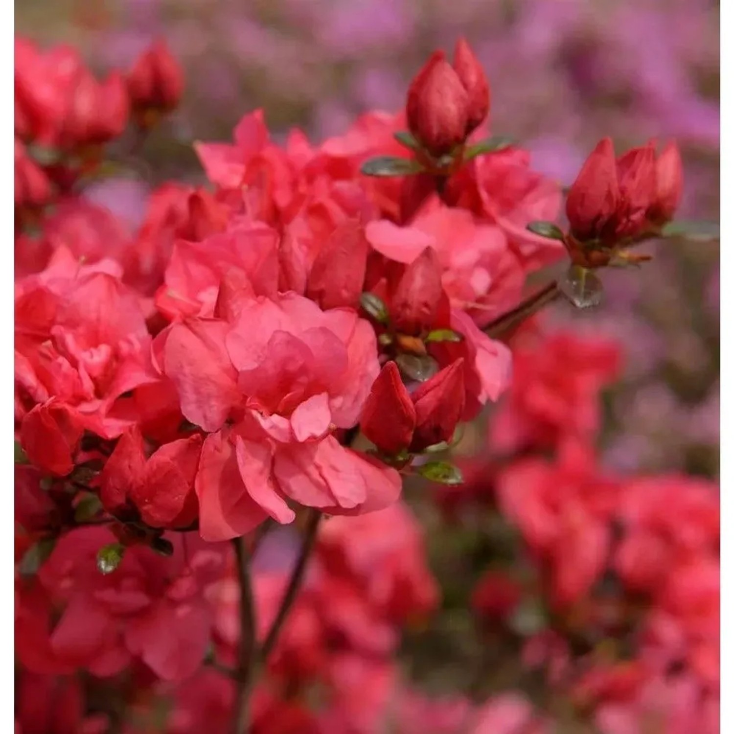 Japanische Azalee Maraschino 25-30cm - Rhododendron obtusum