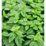 Grüne Minze (Mentha spicata) Staude mit frischen, grünen Blättern.