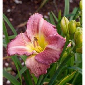 Taglilie Blue Sheen - Hemerocallis