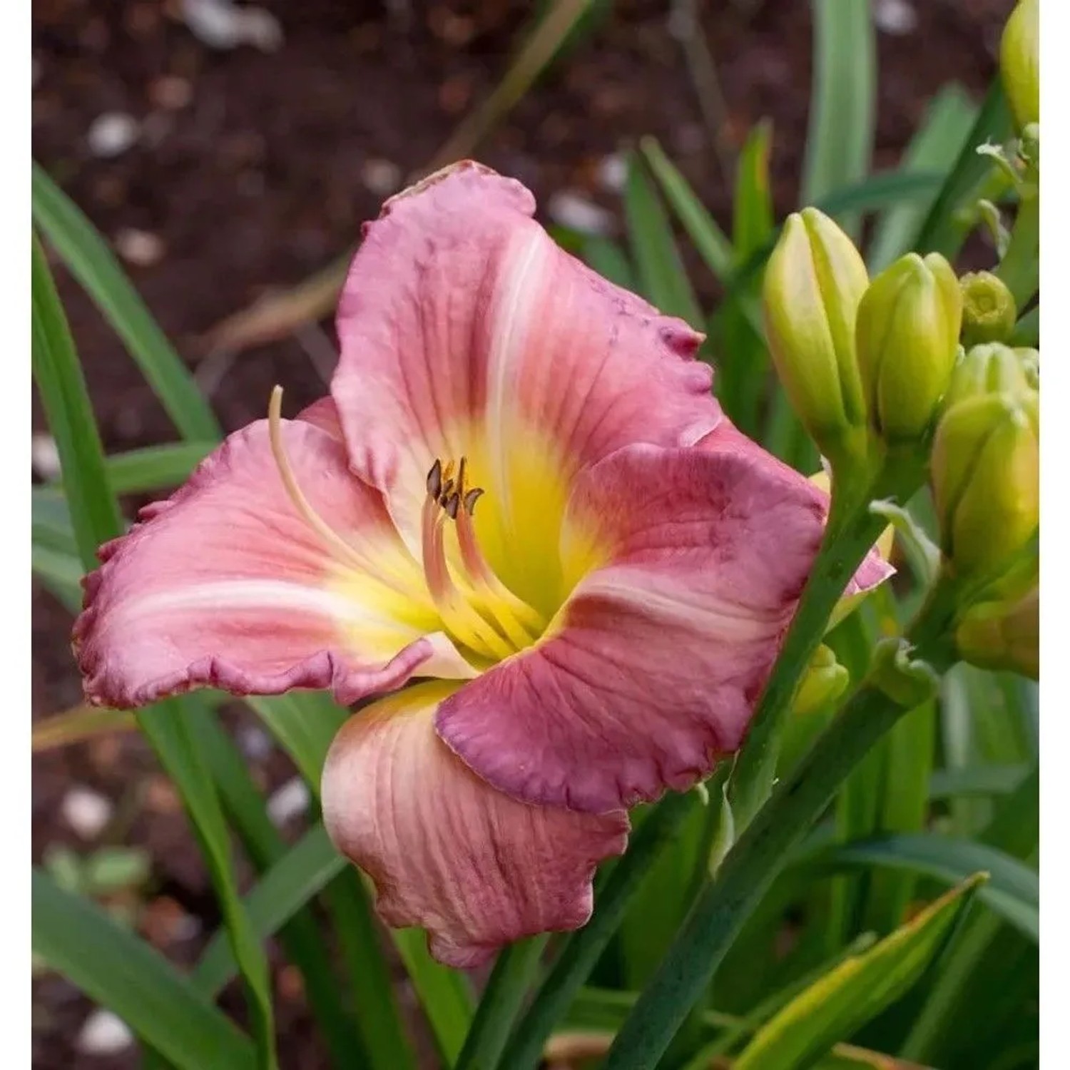 Taglilie Blue Sheen - Hemerocallis