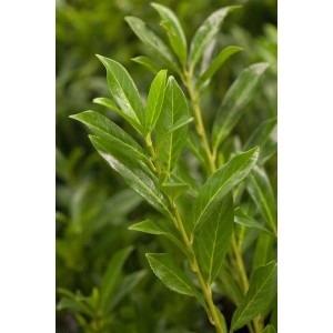 Detailaufnahme der grünen Blätter einer Prunus laurocerasus 'Caucasica' Heckenpflanze.