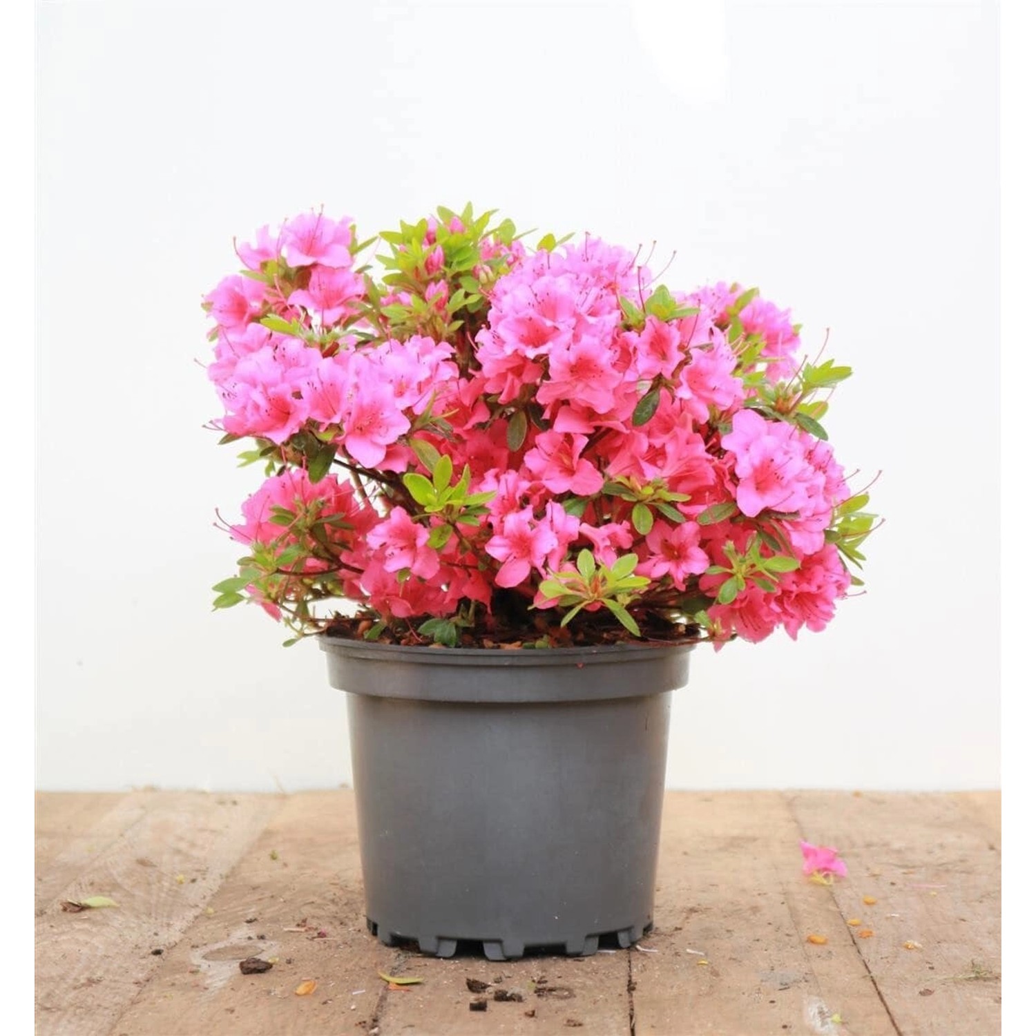 Rhododendron Obtusum Michiko Azalee Rosa Blüten 20–25 cm günstig online kaufen