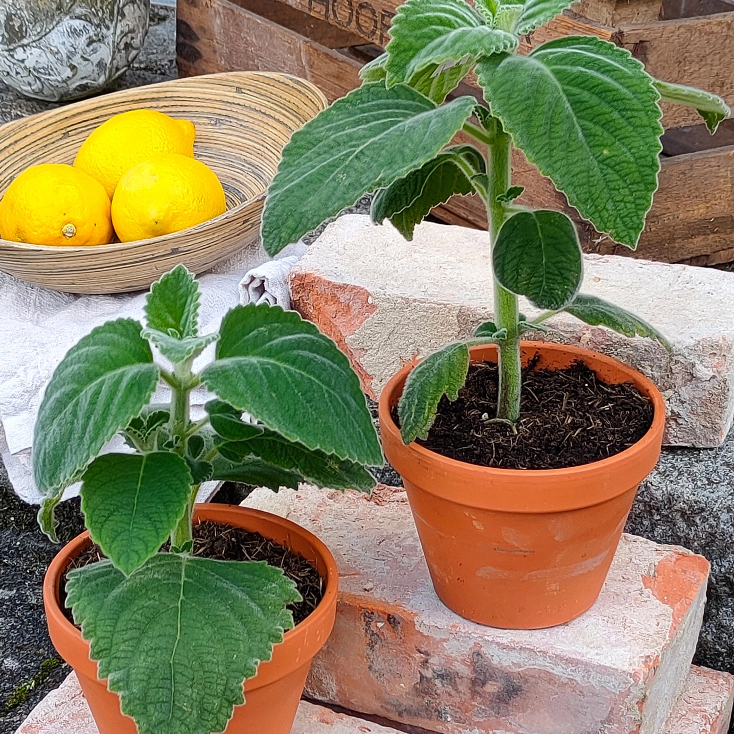 Zwei Töpfe mit australischem Zitronenblatt (Plectranthus spec.) mit Zitronen im Hintergrund.