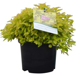 Spierstrauch 'Golden Princess' im Topf: Goldgelbe Blätter und rosa Blüten, ideal für den Garten.